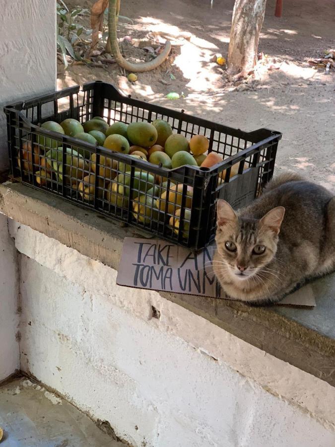 Posada La Huerta Mazunte Dış mekan fotoğraf